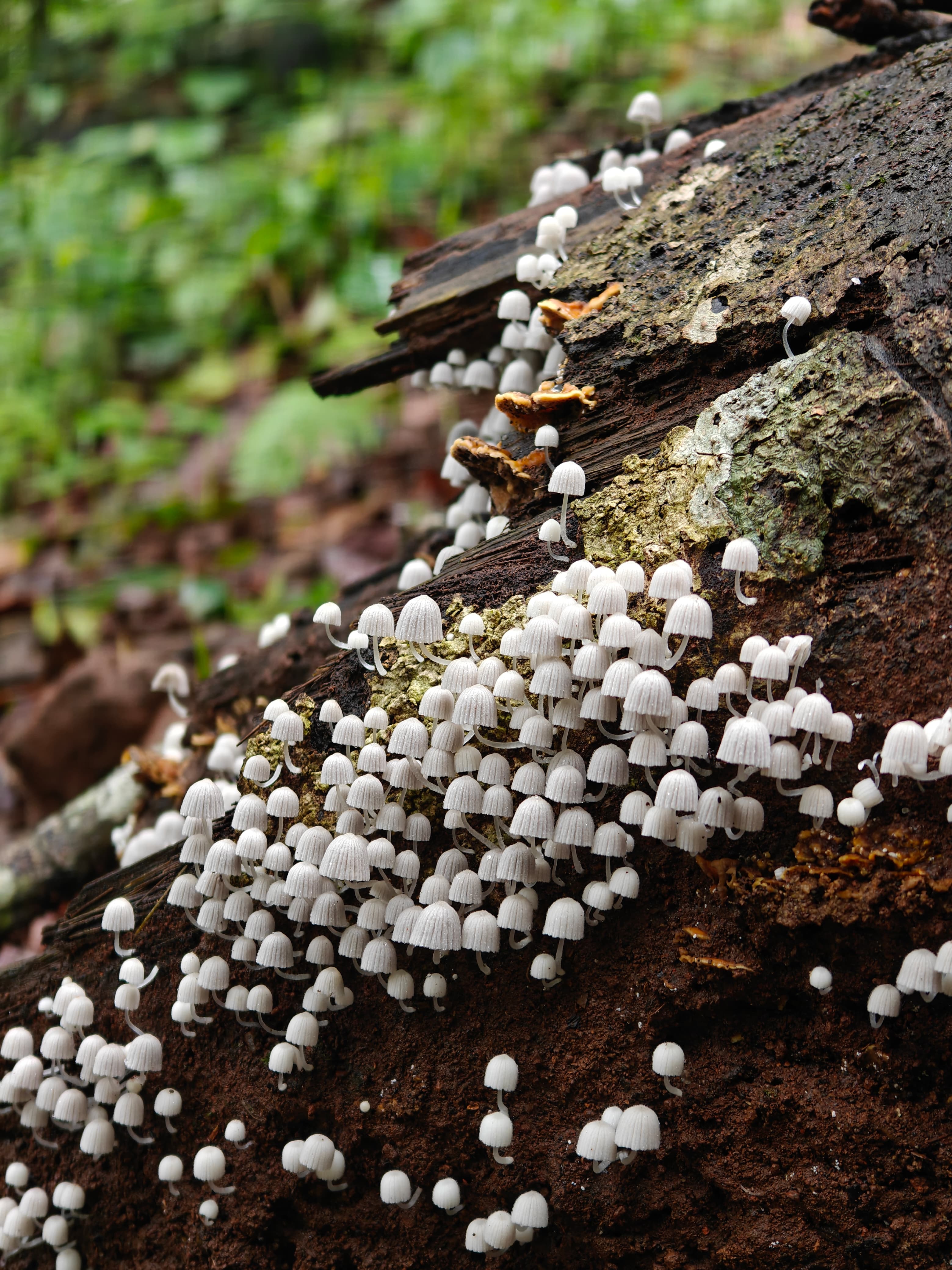 The Fungi Foray 