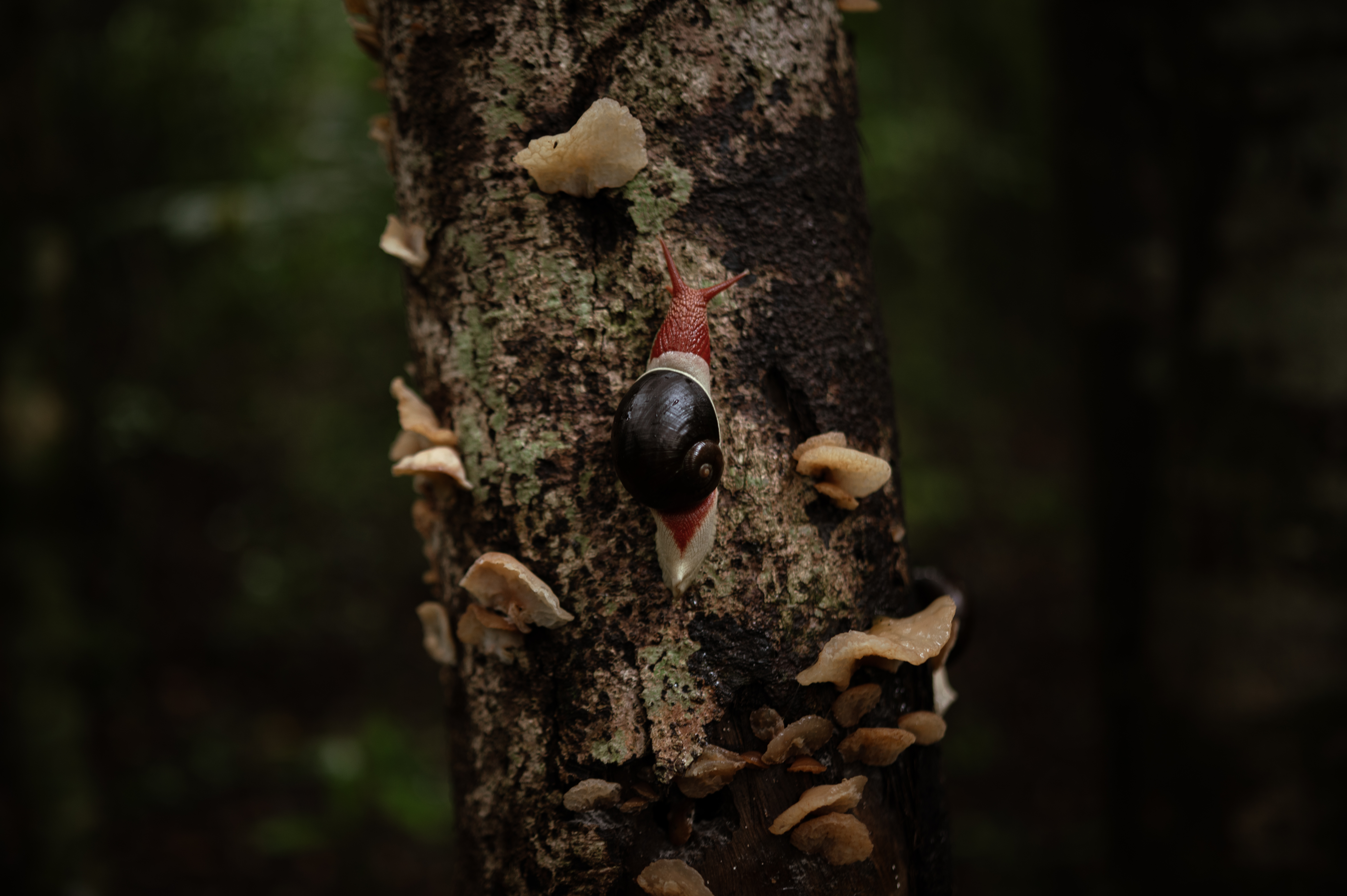 The Fungi Foray 
