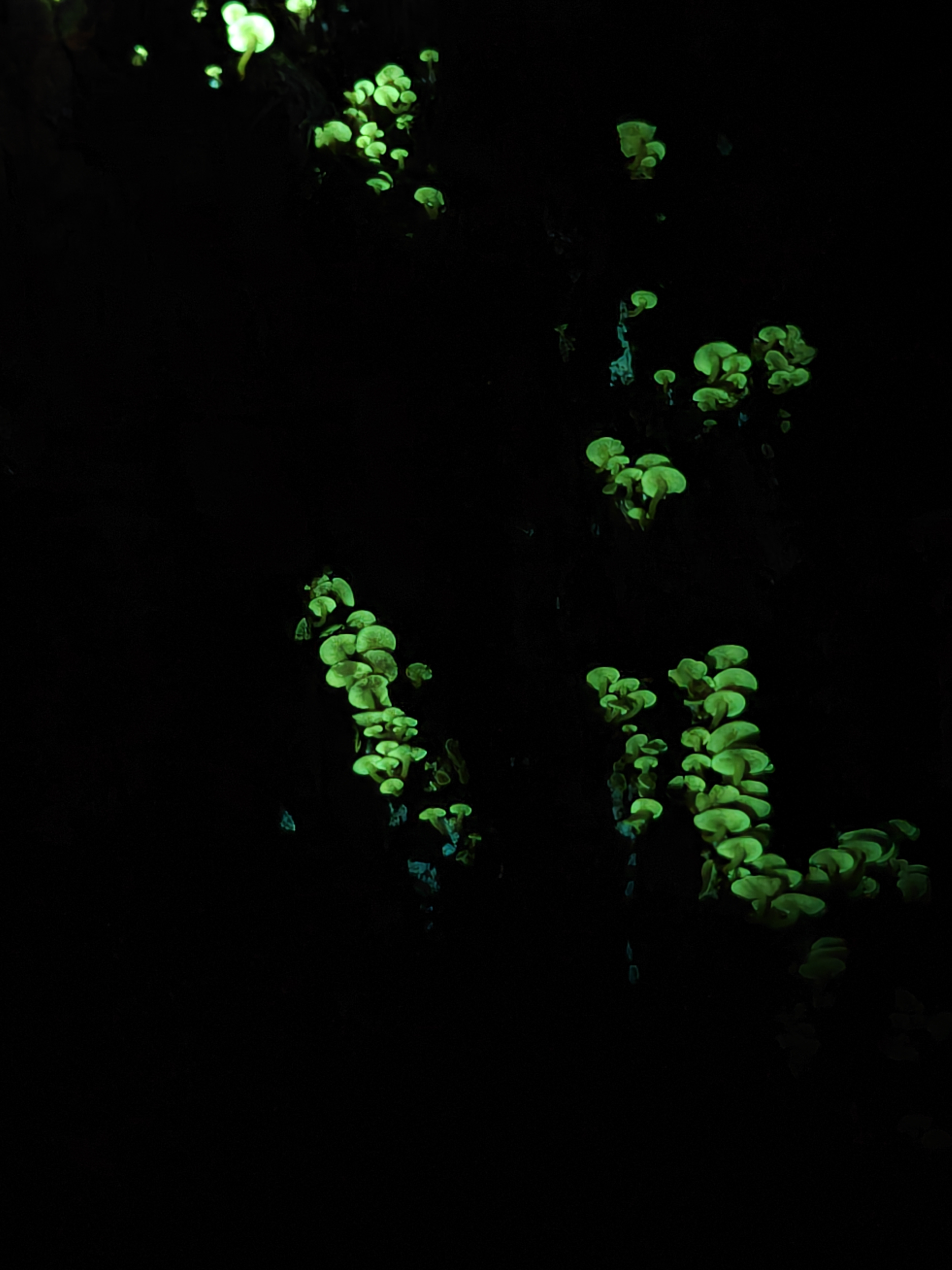 The Fungi Foray 