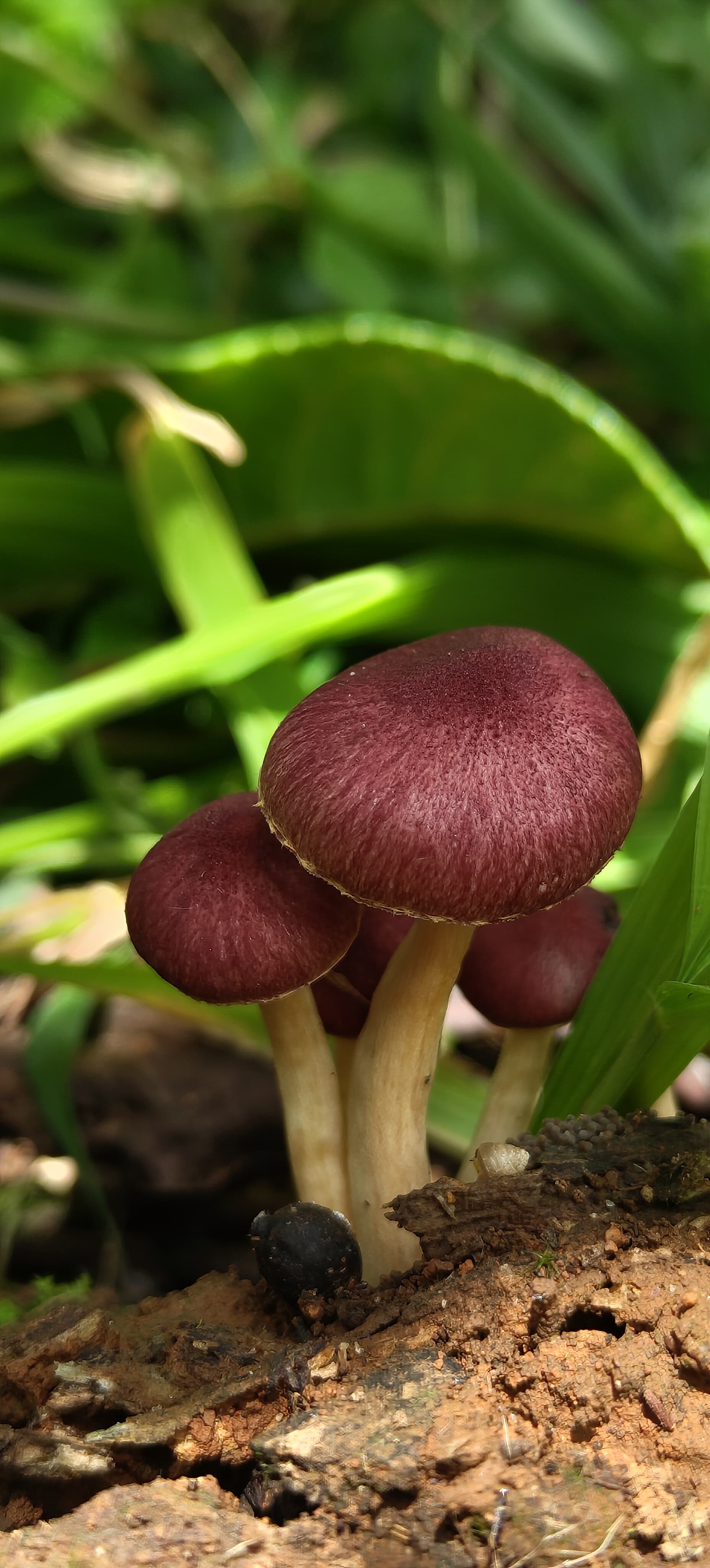 The Fungi Foray 