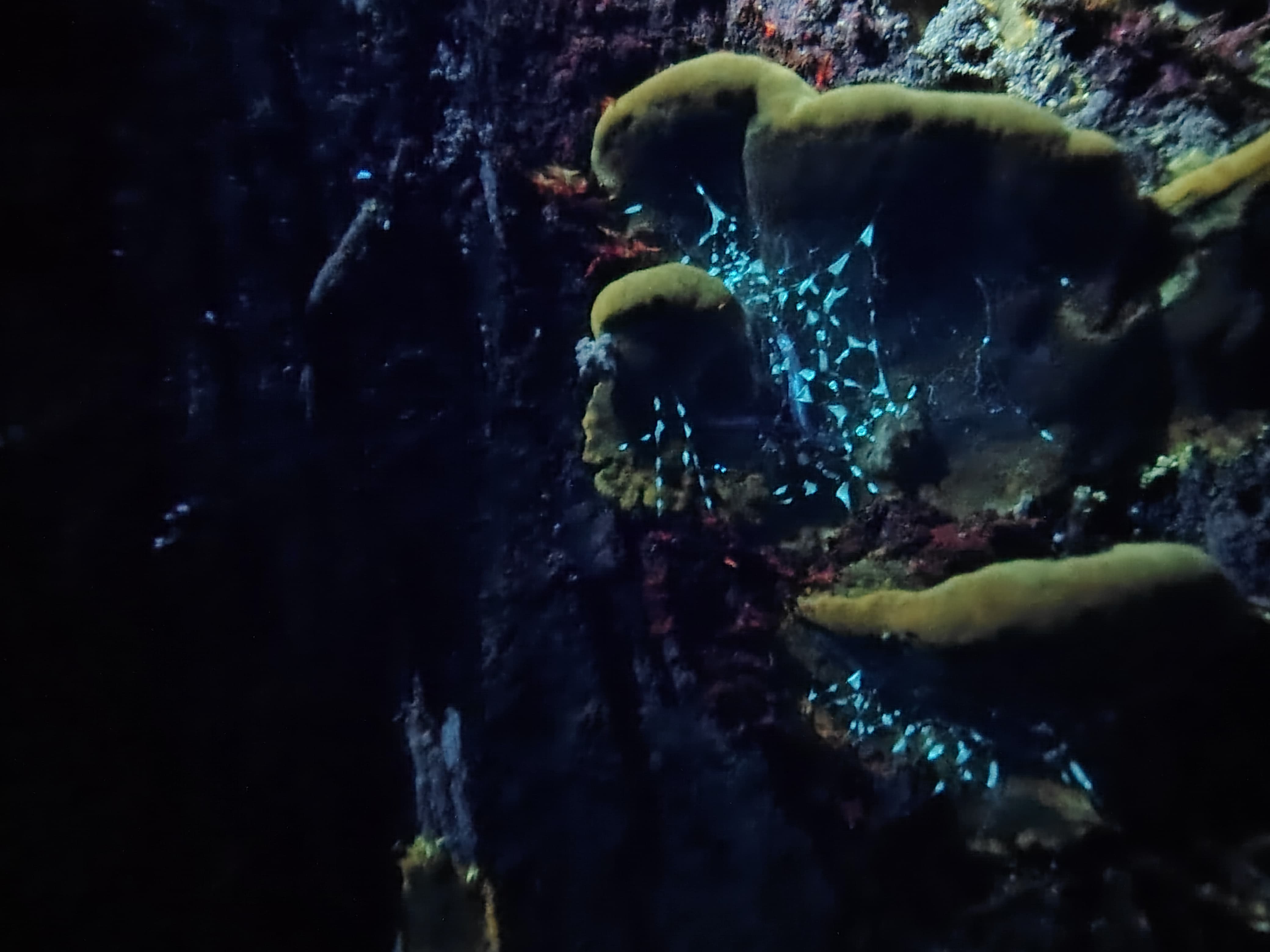 The Fungi Foray 