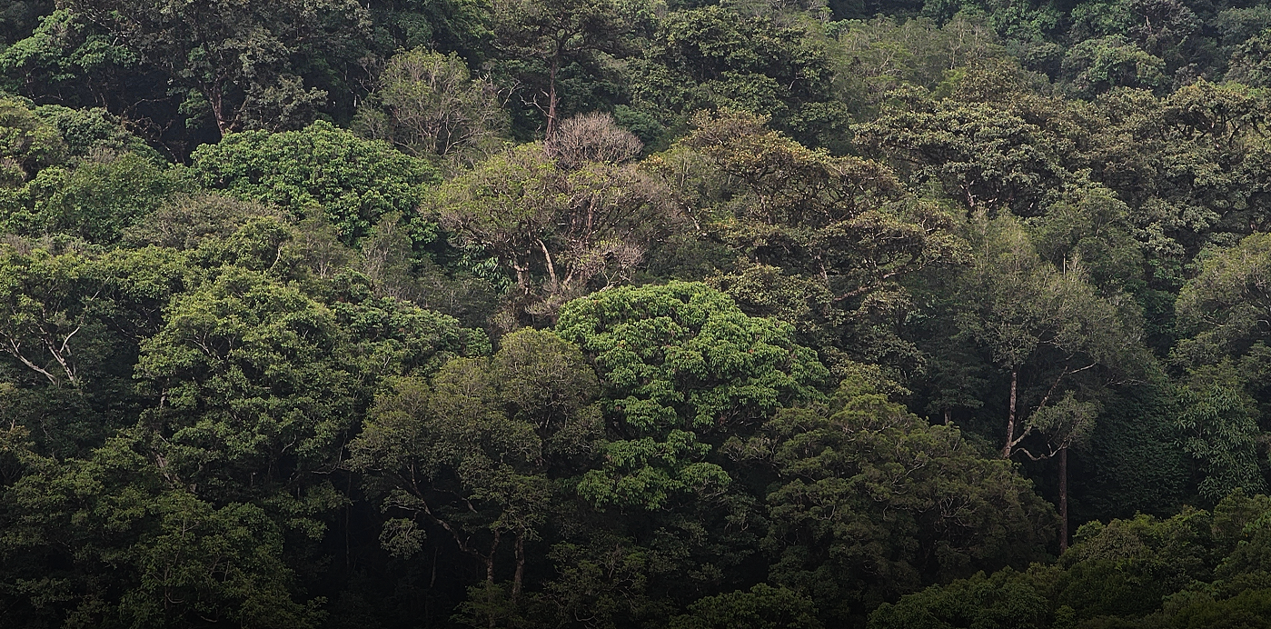 Forest canopy